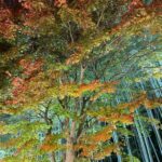 秋の土用、霜降の養生のお知らせです