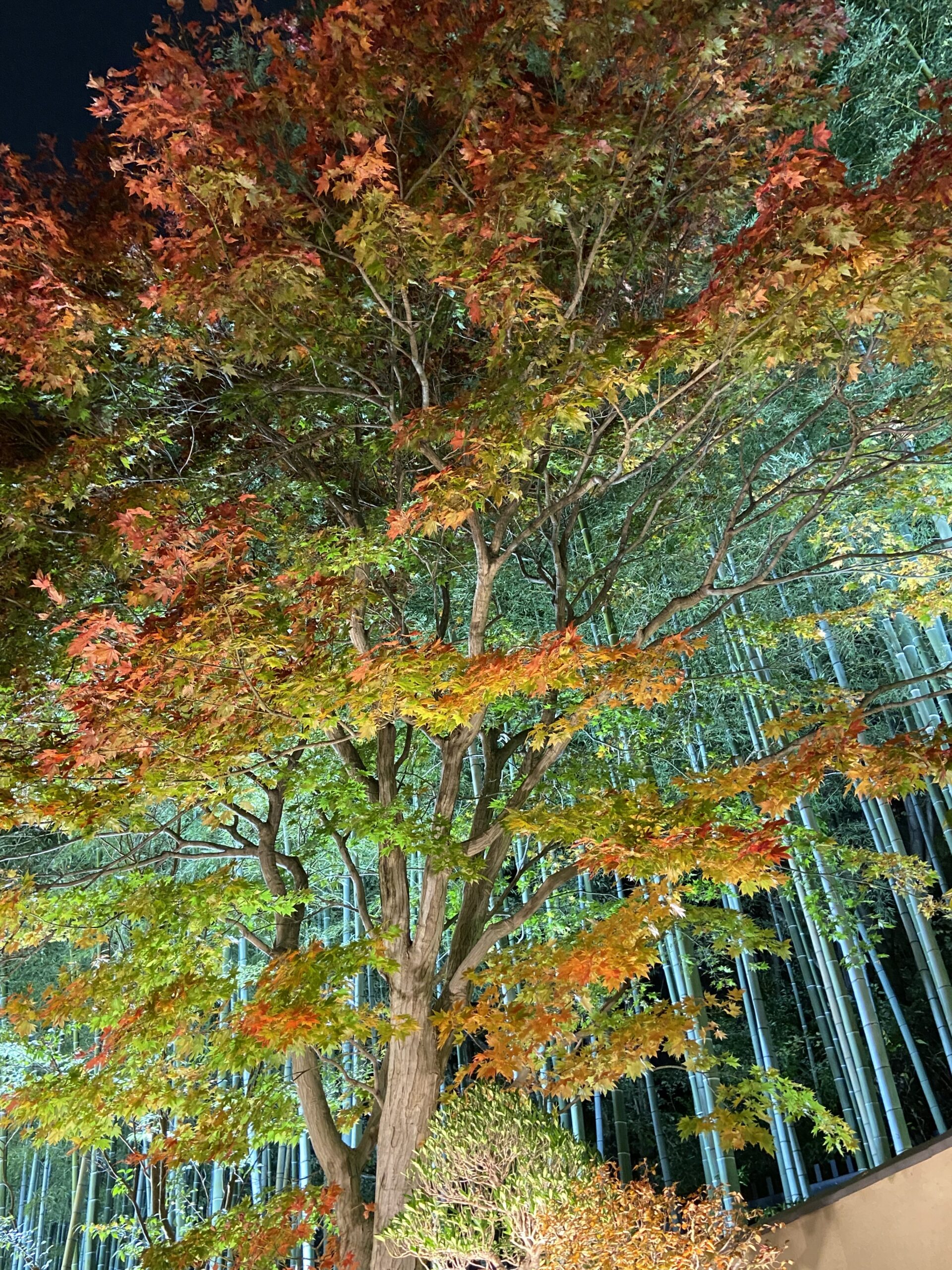 秋の土用、霜降の養生のお知らせです